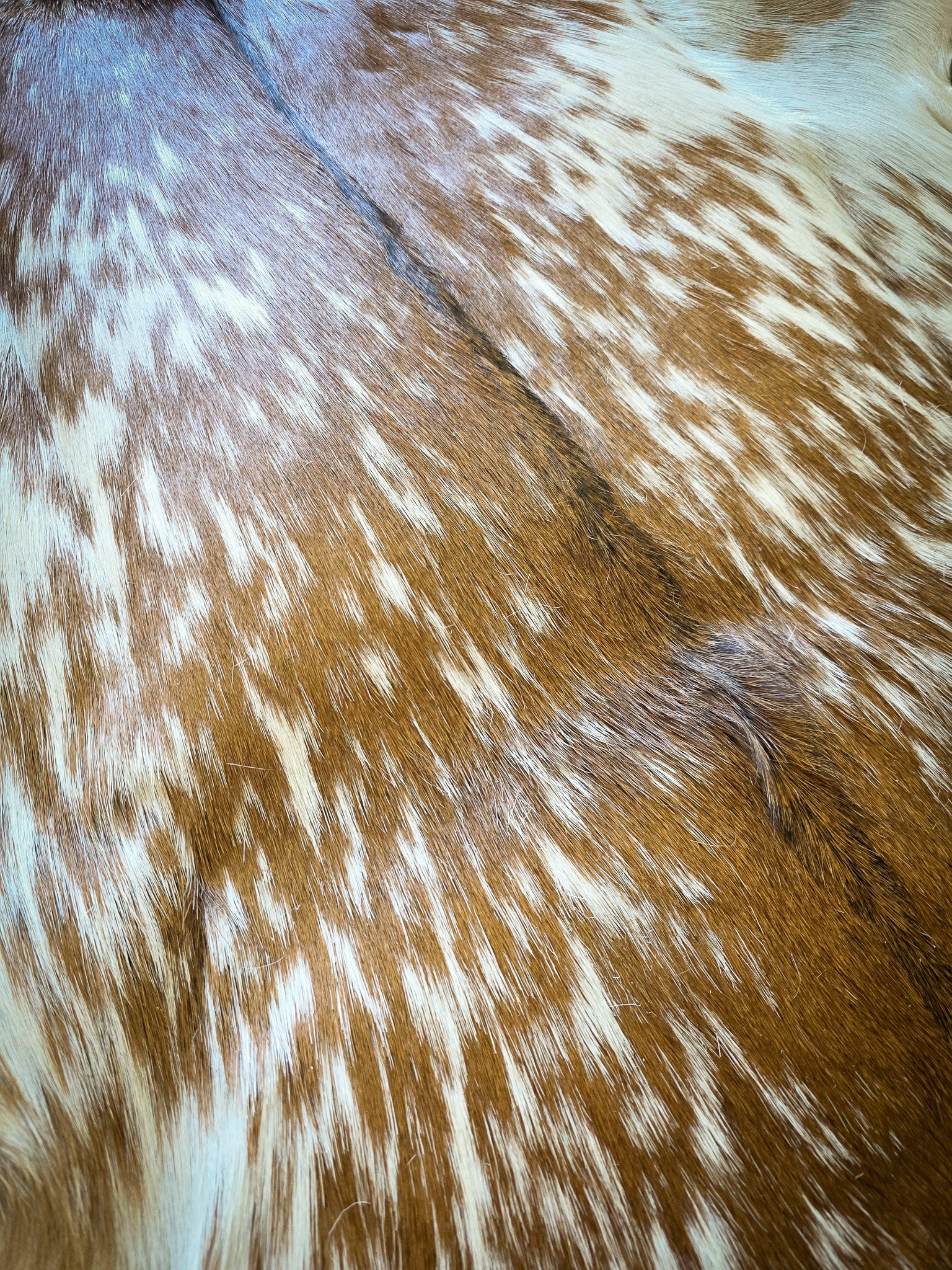 Genuine Natural Goat Hide - #8
