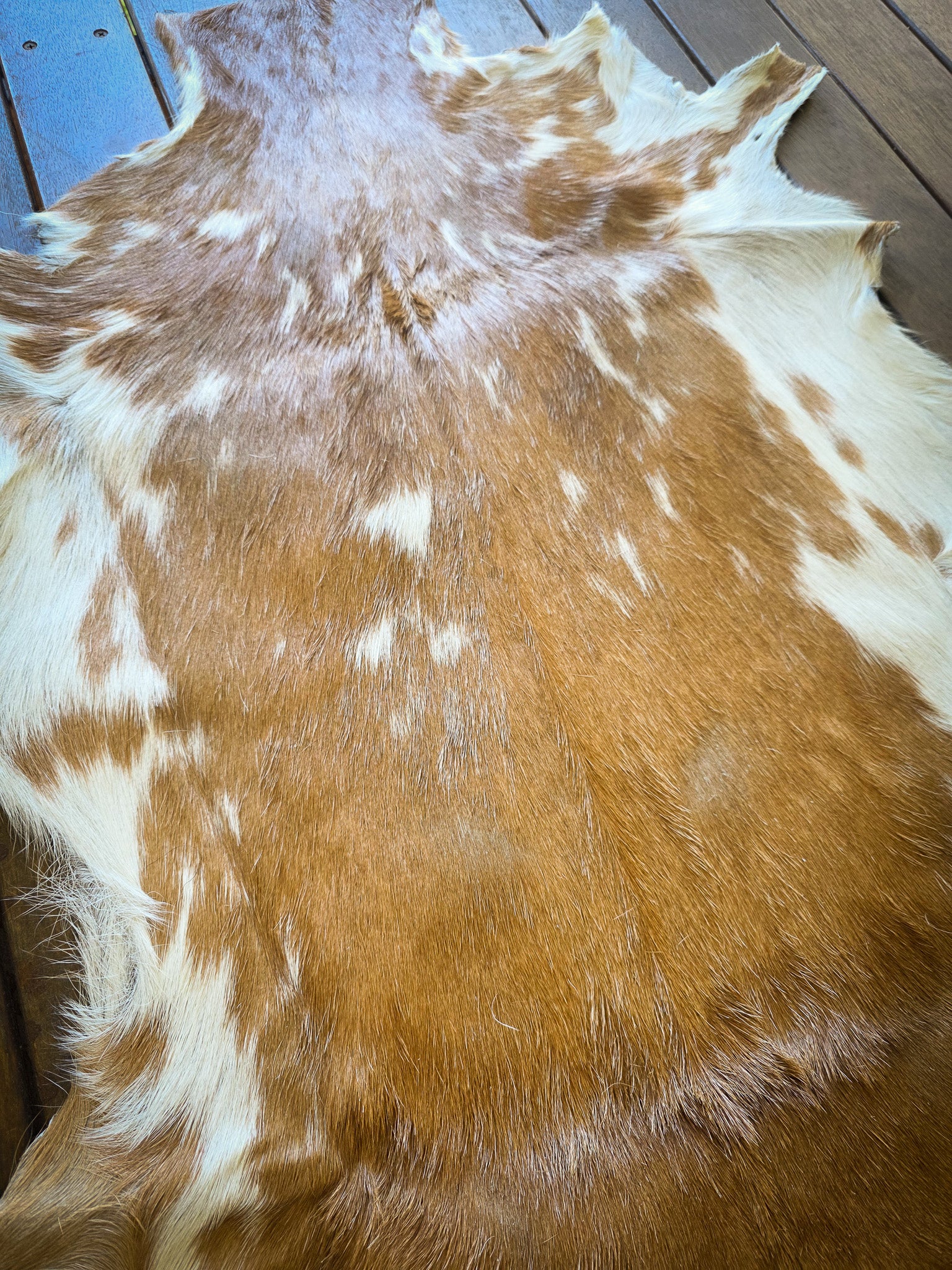 Genuine Natural Goat Hide - #17