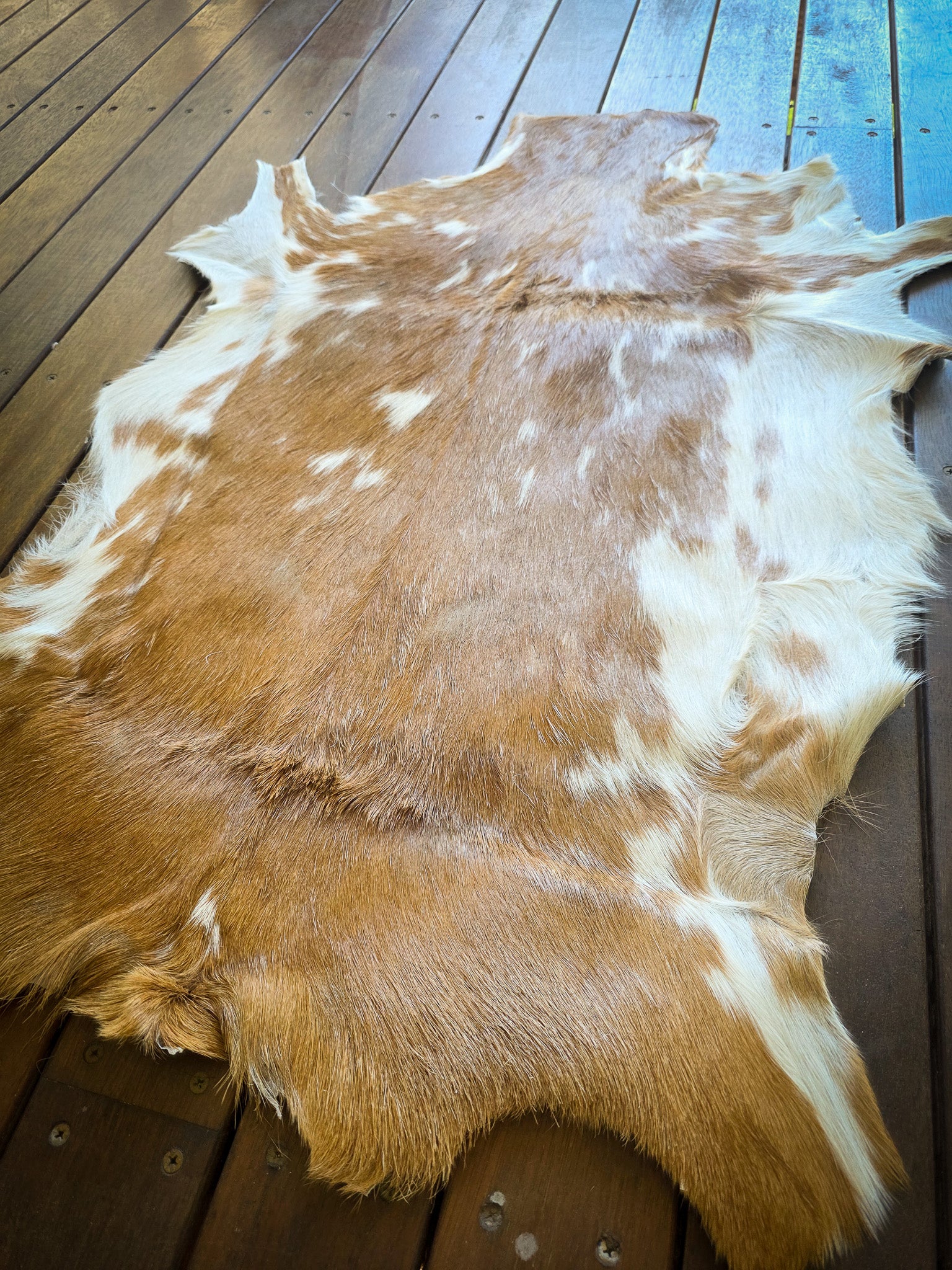 Genuine Natural Goat Hide - #17