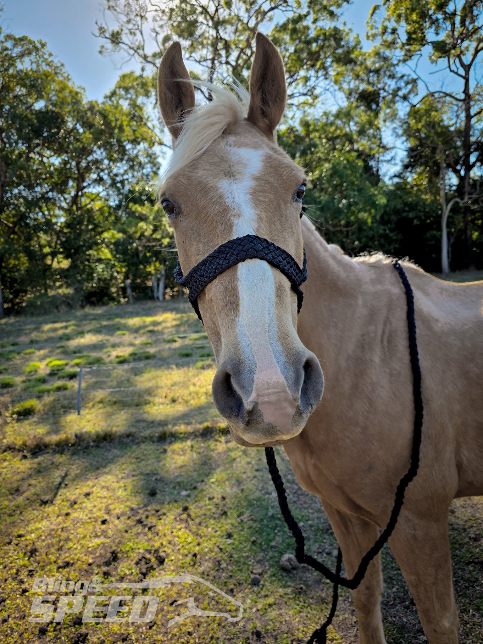 Mule Tape Halters - Various Colours