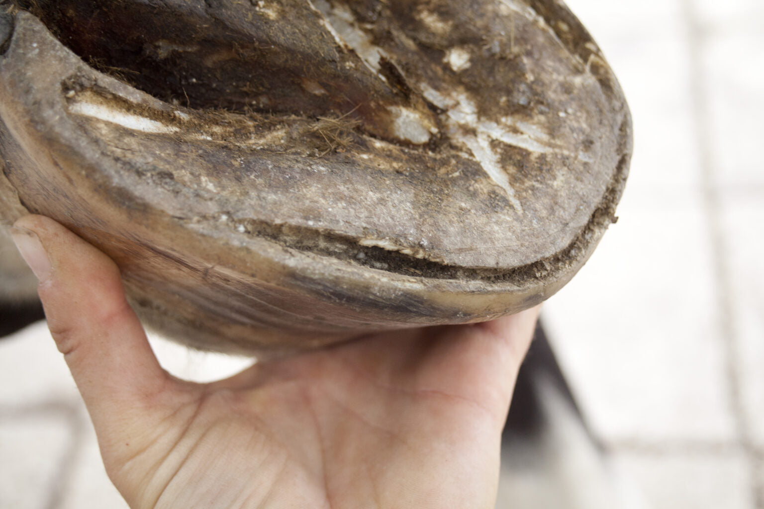 Understanding and Treating Seedy Toe in Horses: A Comprehensive Guide