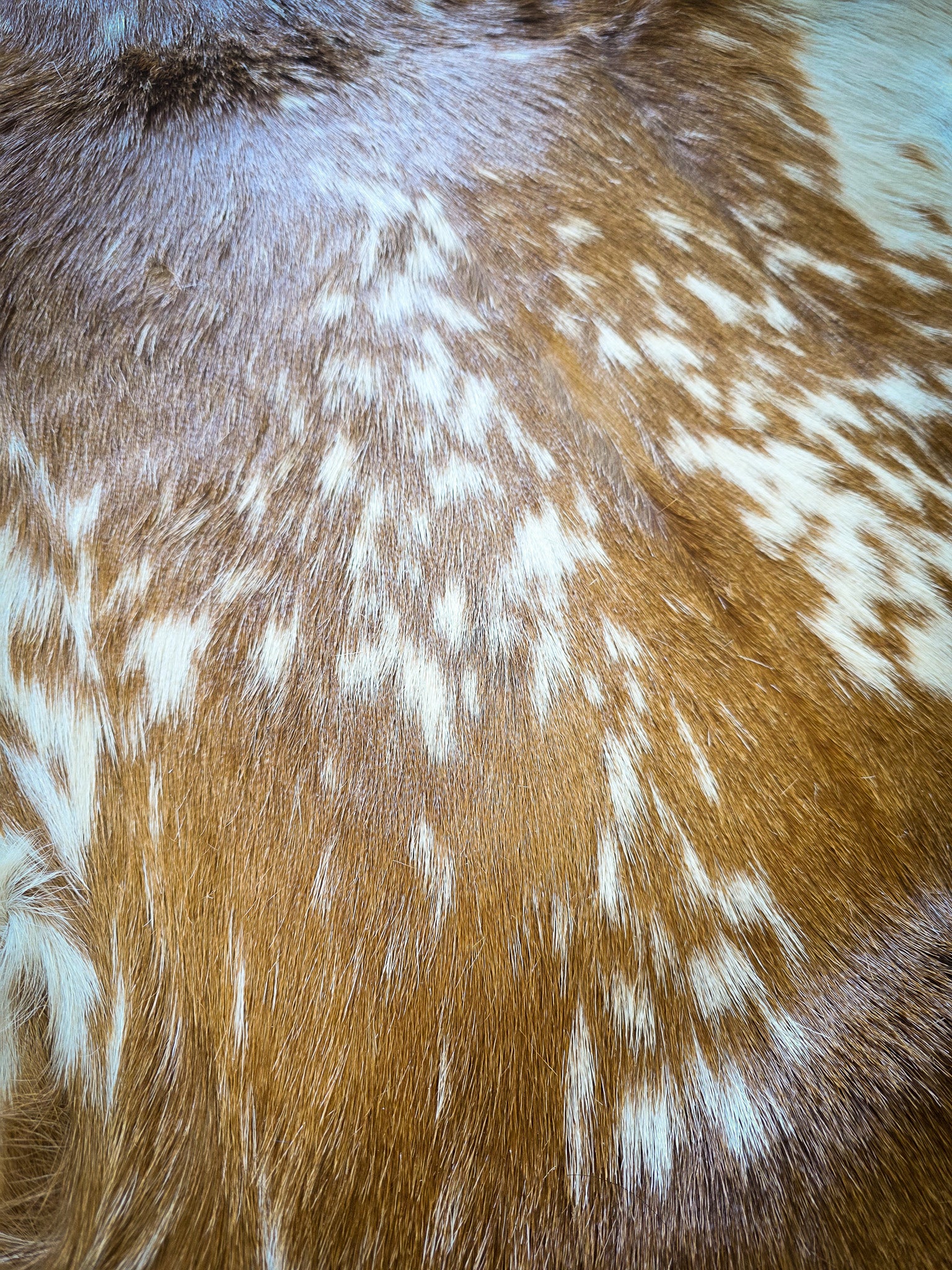 Genuine Natural Goat Hide - #9