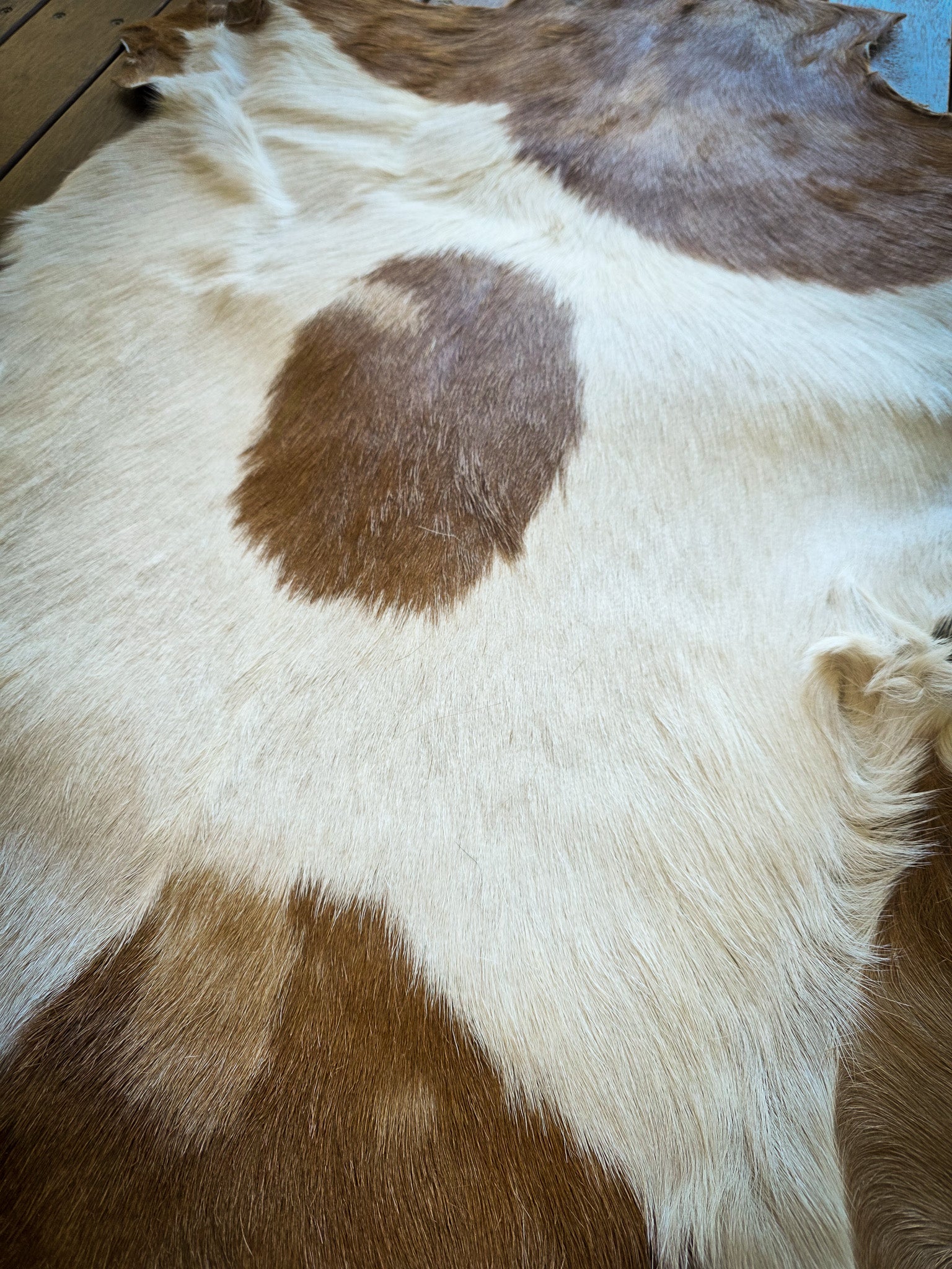 Genuine Natural Goat Hide - #13