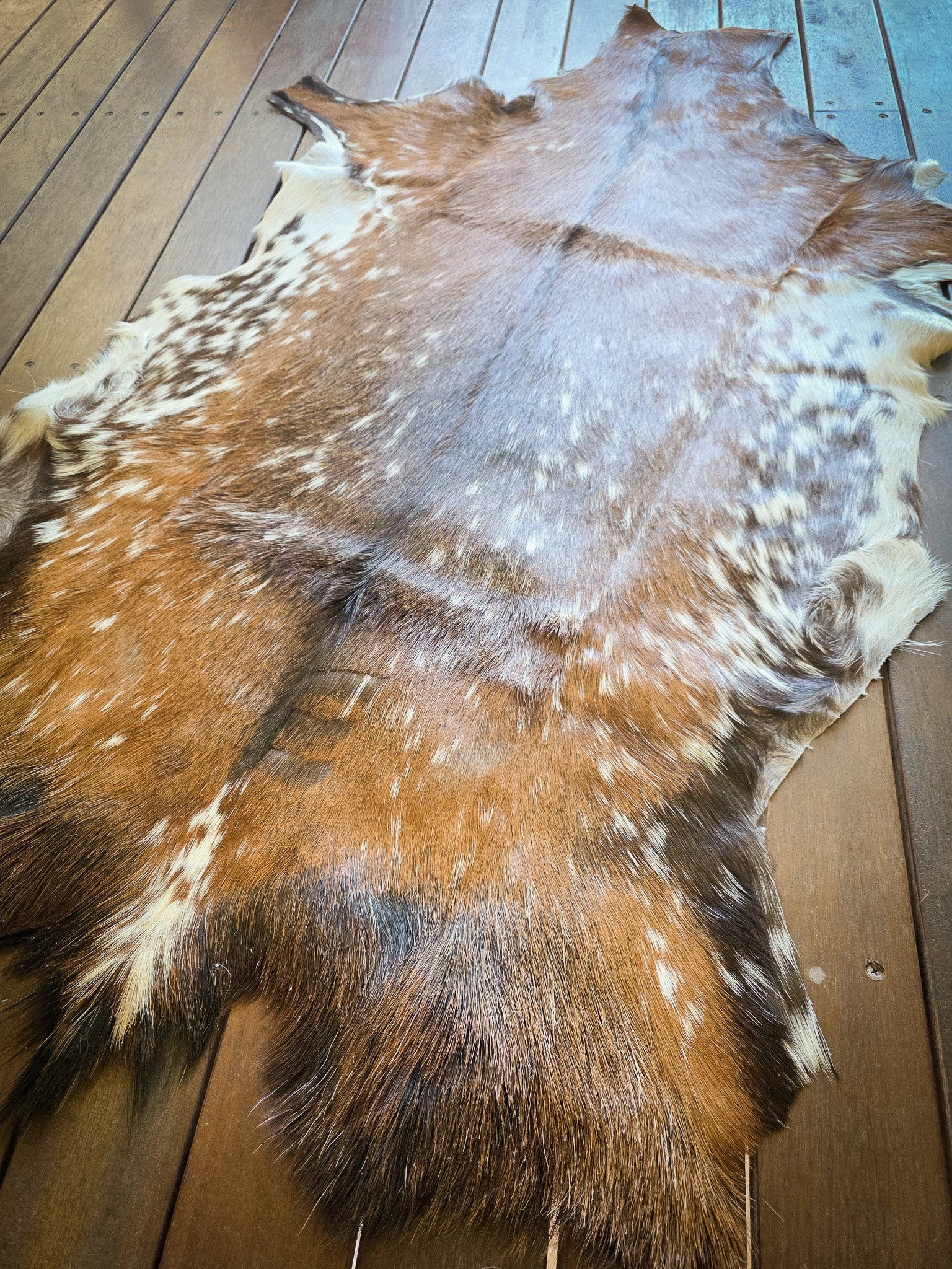 Genuine Natural Goat Hide - #19