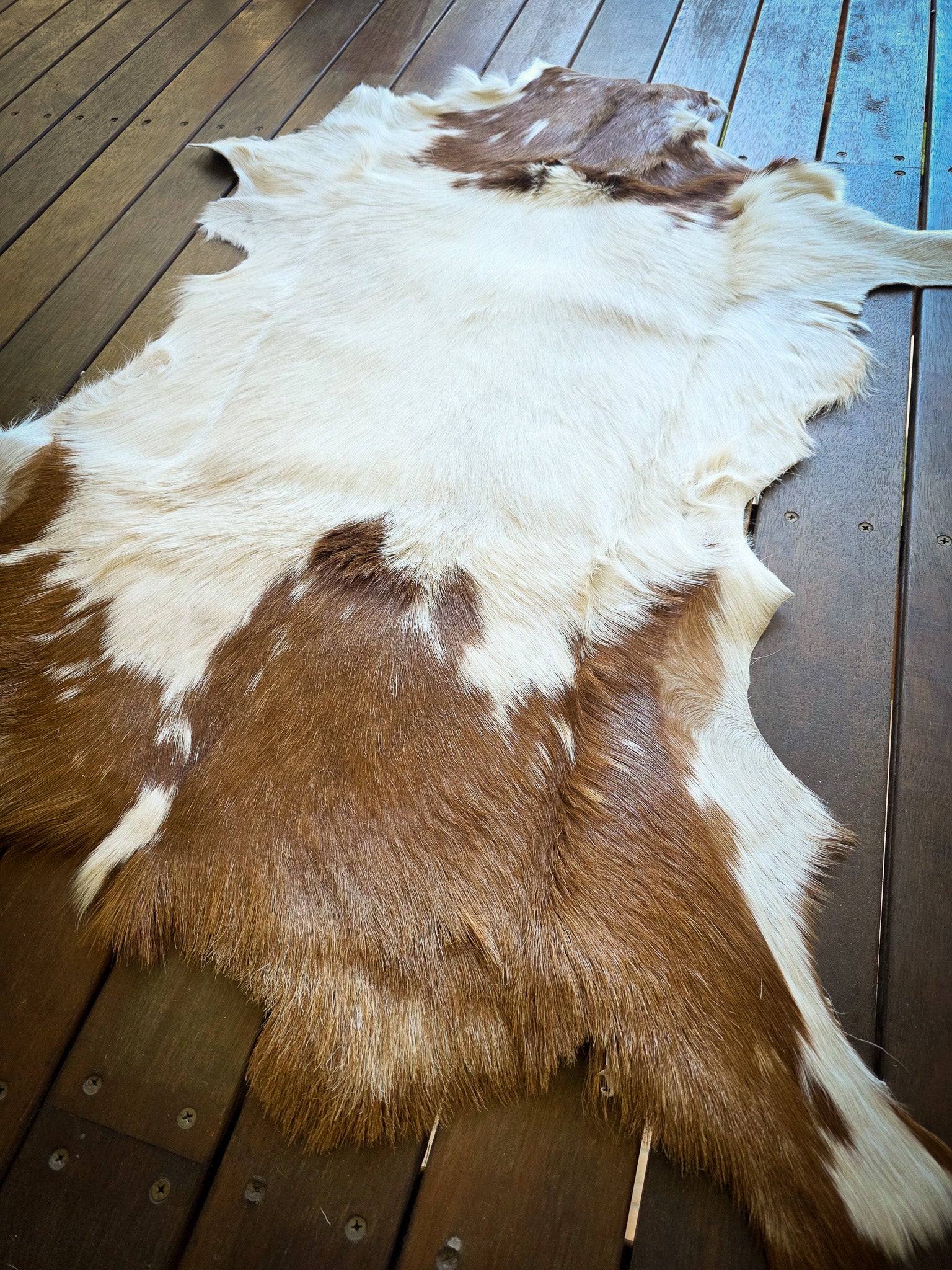 Genuine Natural Goat Hide - #23