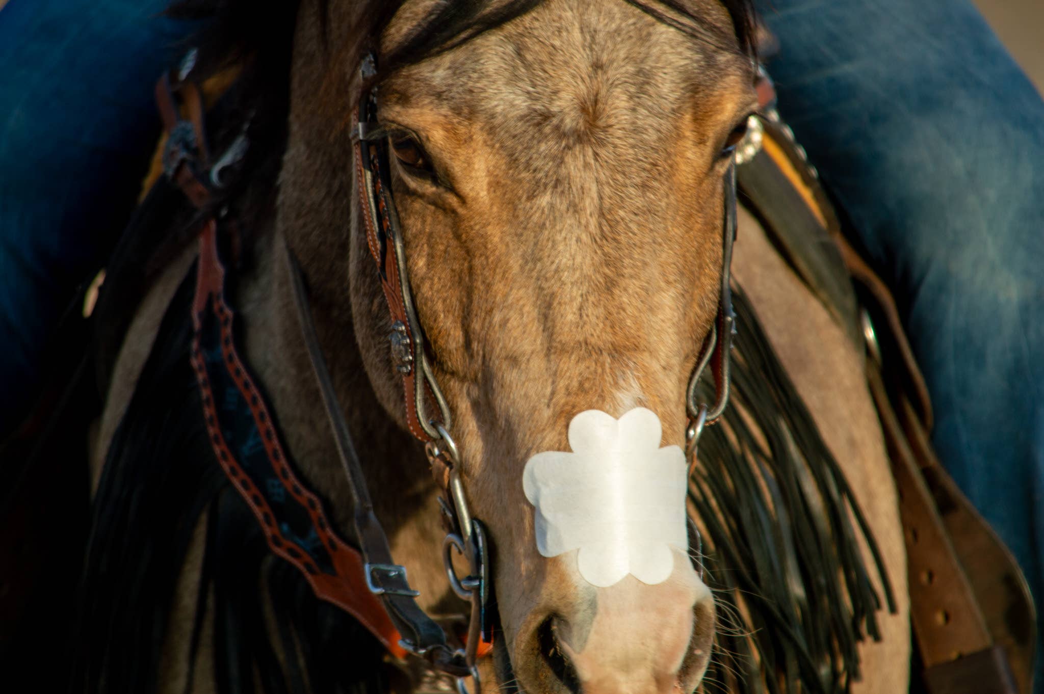 EquiBreathe™ Equine Nasal Patch - White