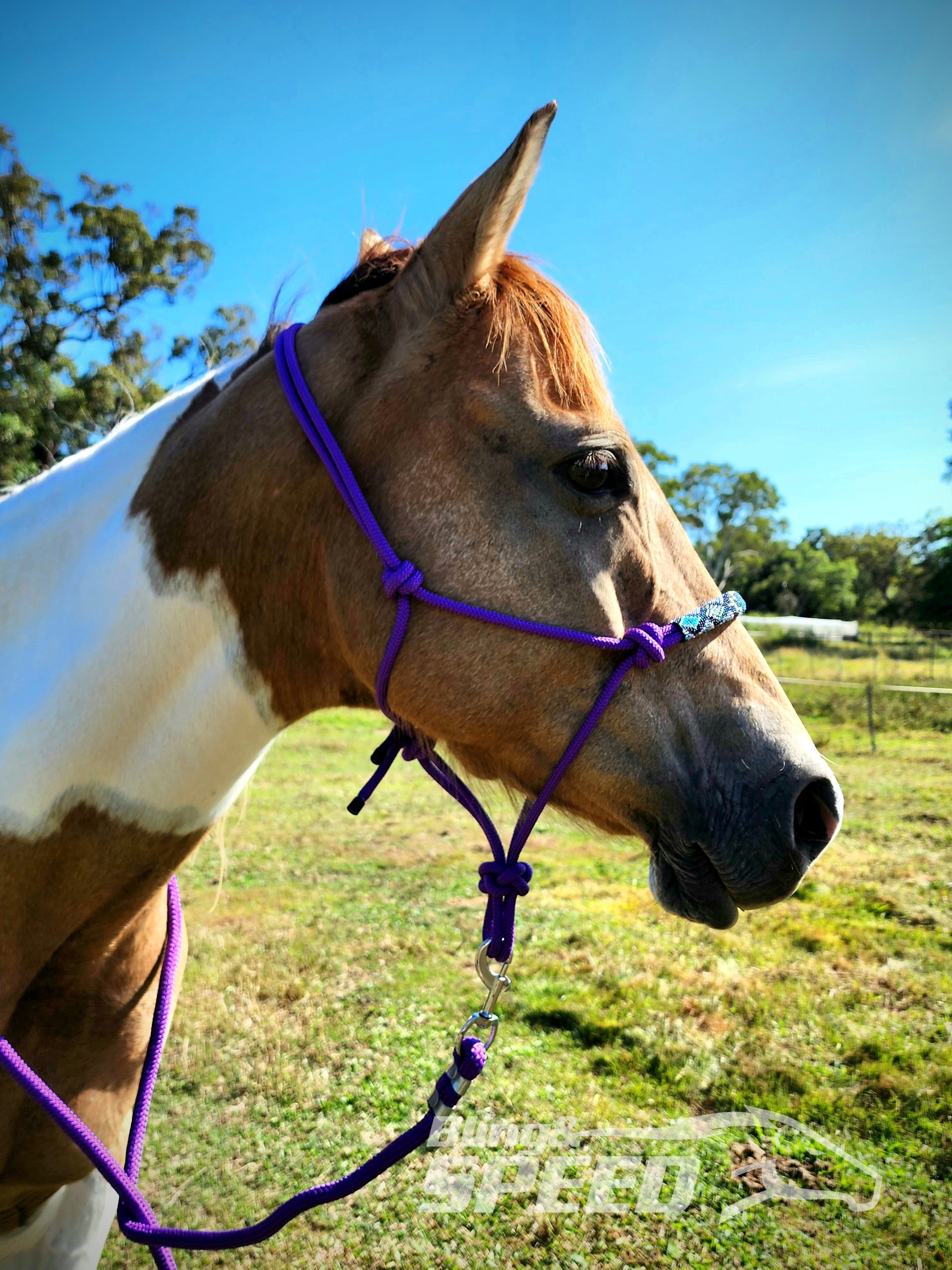 Beaded Rope Halter (8028568256750) (8058345292014)