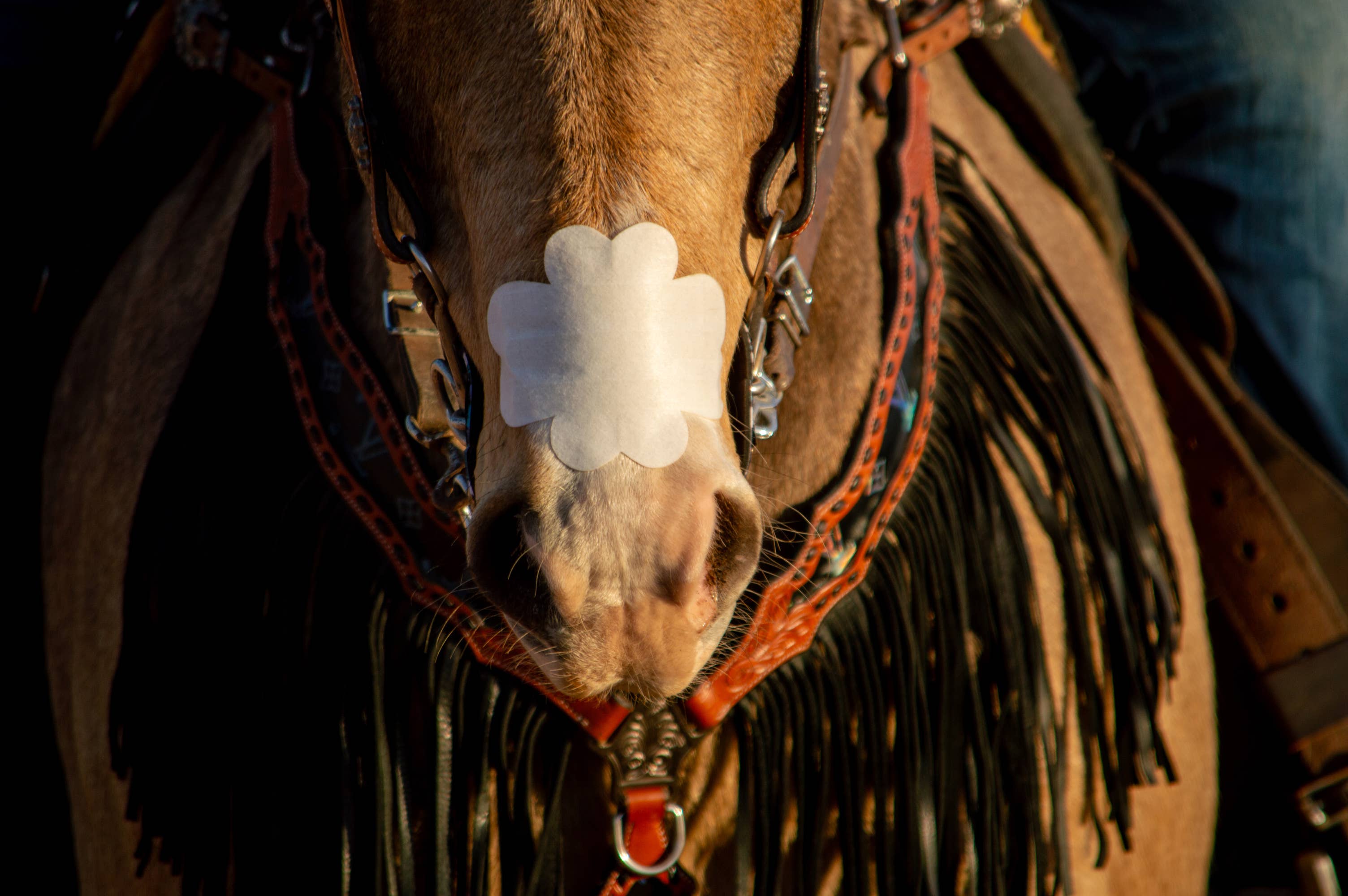 EquiBreathe™ Equine Nasal Patch - White