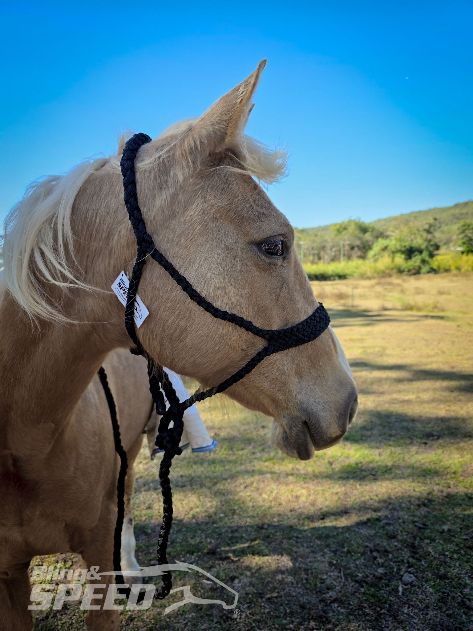 Mule Tape Halters - Various Colours