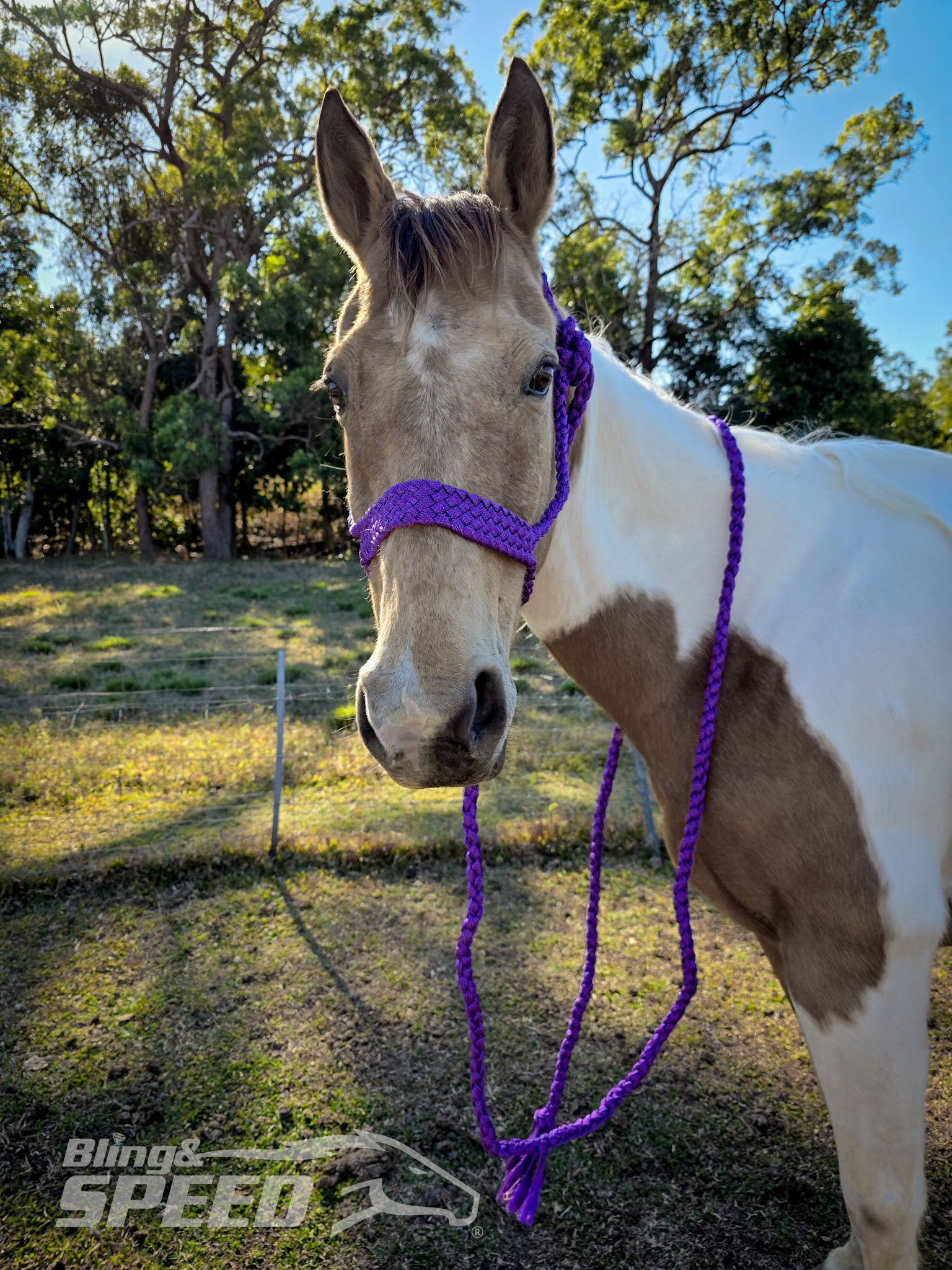 Mule Tape Halters - Various Colours