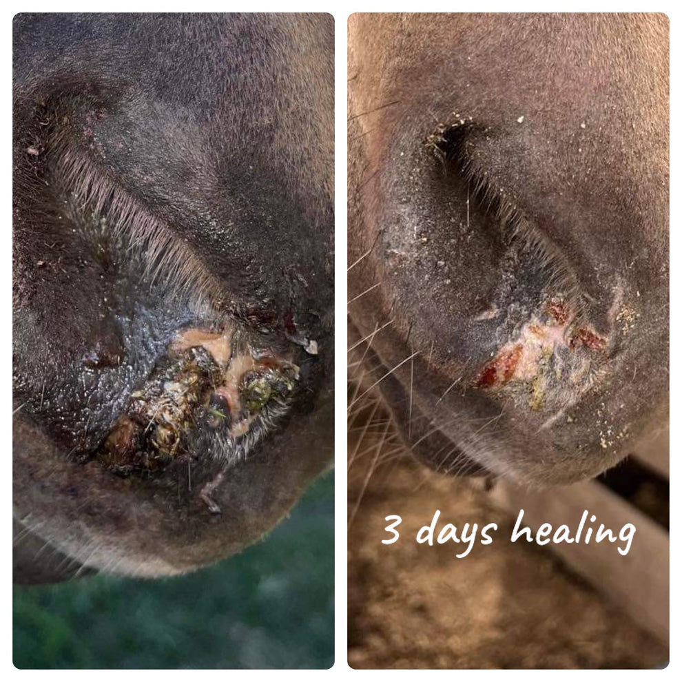 BPE Healing Balm
