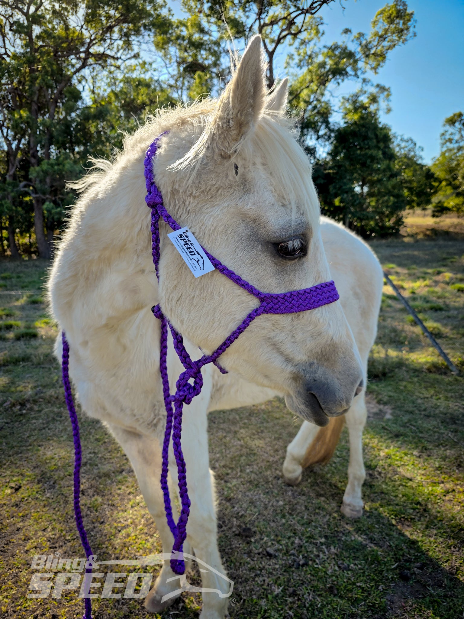 Mule Tape Halters - Various Colours