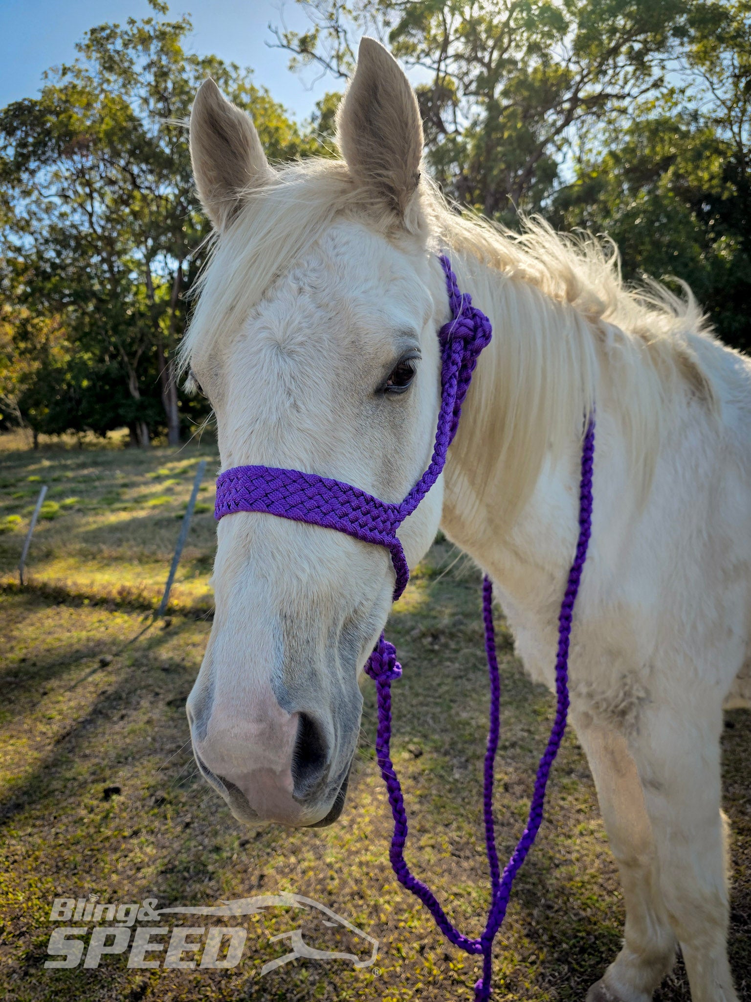 Mule Tape Halters - Various Colours