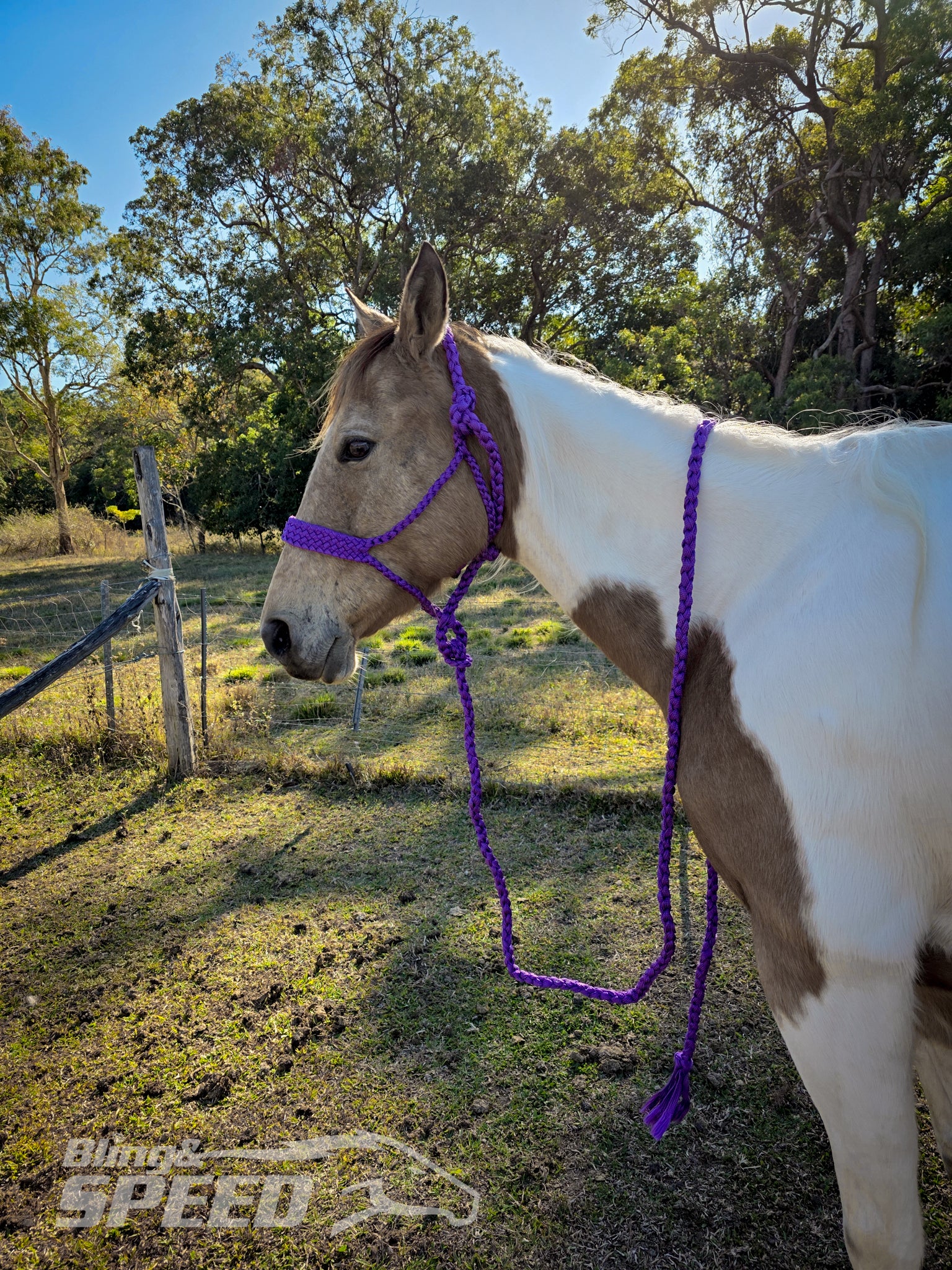 Mule Tape Halters - Various Colours